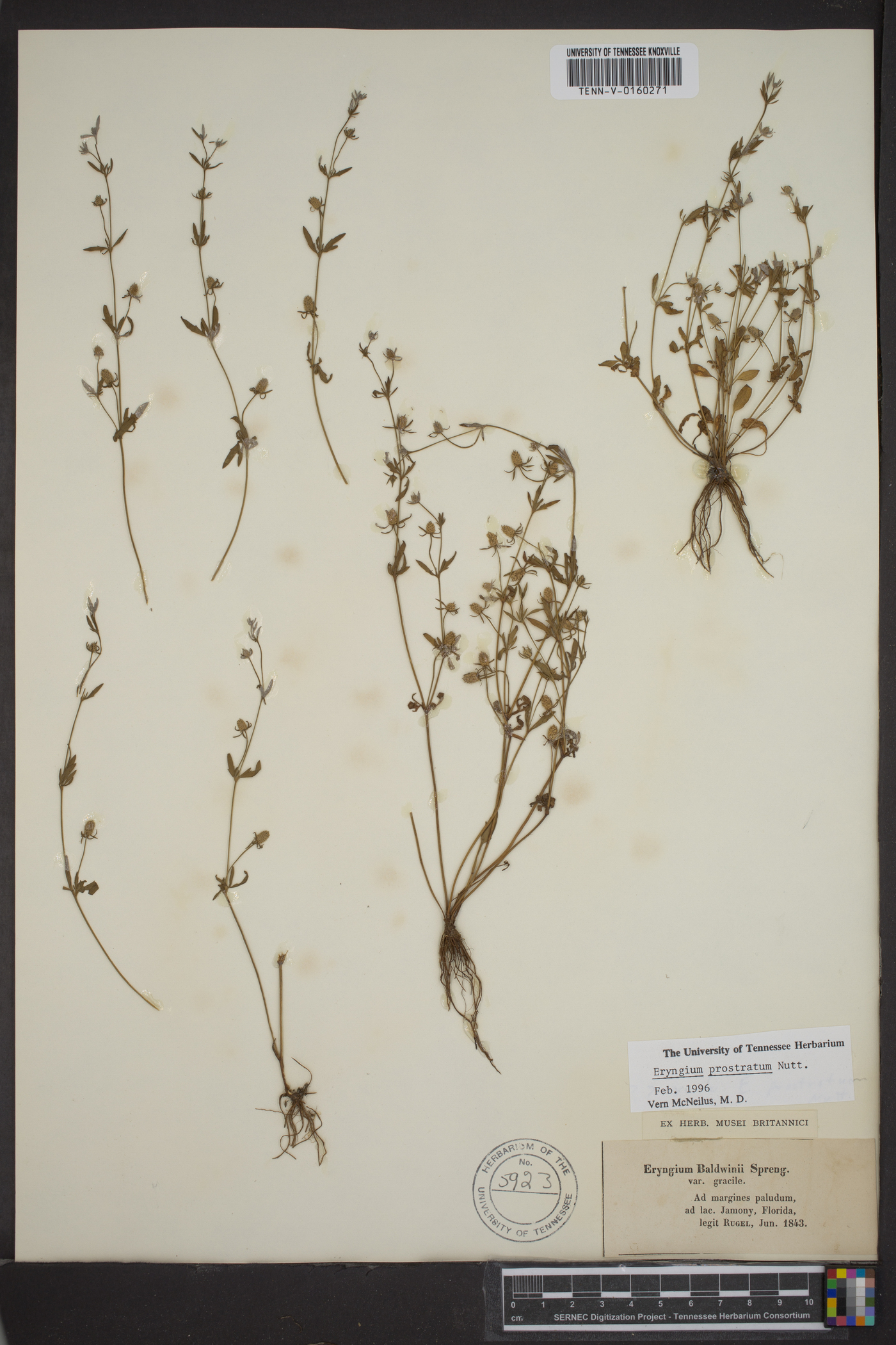 Eryngium prostratum image