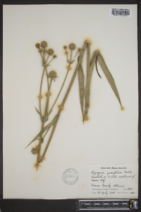 Eryngium yuccifolium image