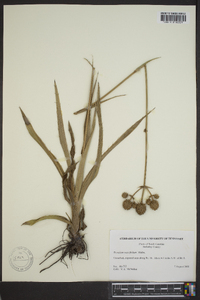 Eryngium yuccifolium image