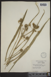 Eryngium yuccifolium image