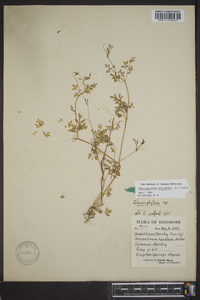 Chaerophyllum procumbens image