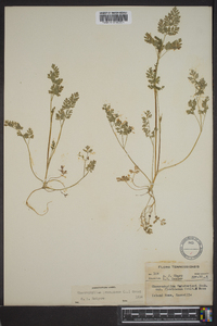 Chaerophyllum procumbens image