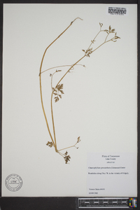 Chaerophyllum procumbens image