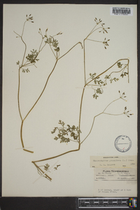 Chaerophyllum procumbens image