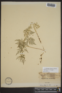 Chaerophyllum bulbosum image