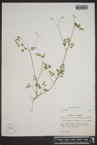 Chaerophyllum procumbens image