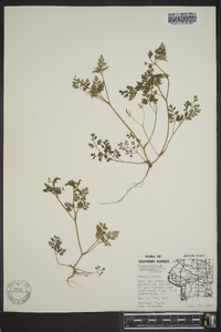 Chaerophyllum procumbens image