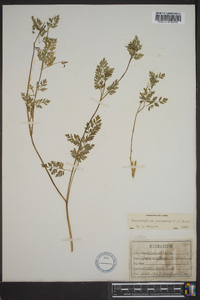 Chaerophyllum procumbens image