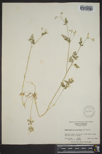 Chaerophyllum procumbens image