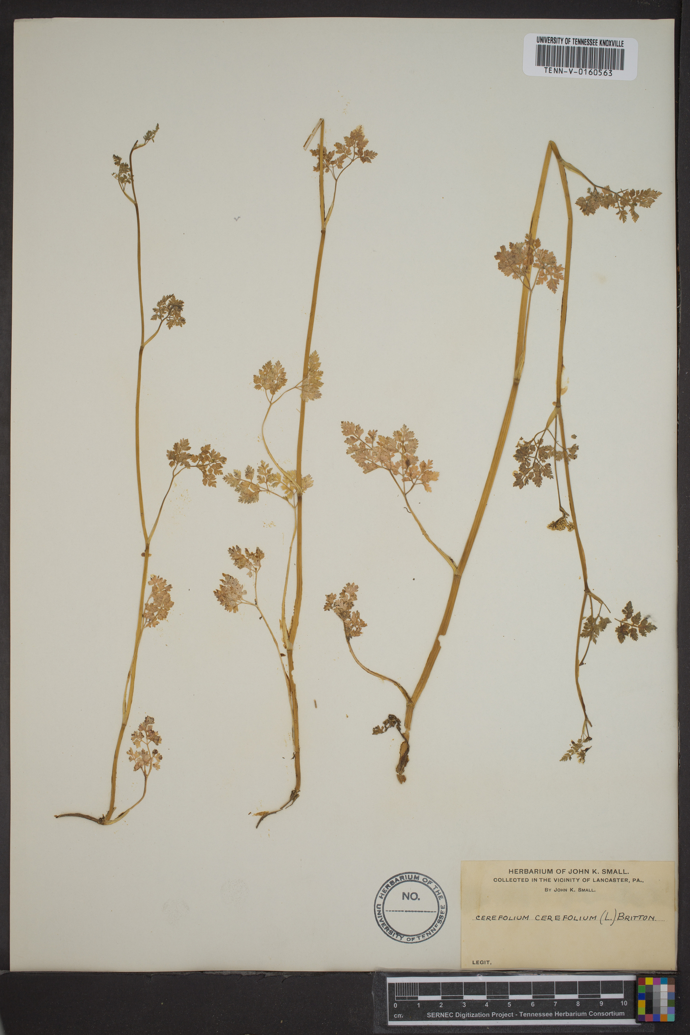 Anthriscus cerefolium image