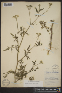 Torilis japonica image