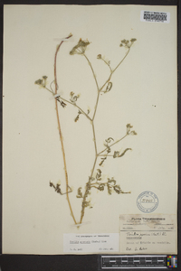 Torilis japonica image