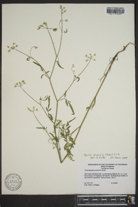 Torilis arvensis image