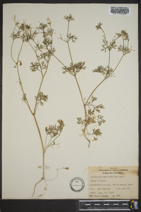 Apiastrum angustifolium image