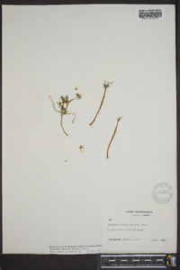 Erigenia bulbosa image