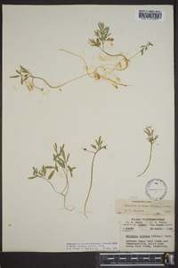 Erigenia bulbosa image