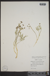 Erigenia bulbosa image