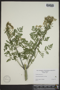 Conium maculatum image