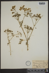 Conium maculatum image