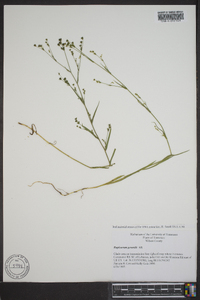 Bupleurum gerardii image