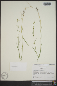 Bupleurum gerardii image