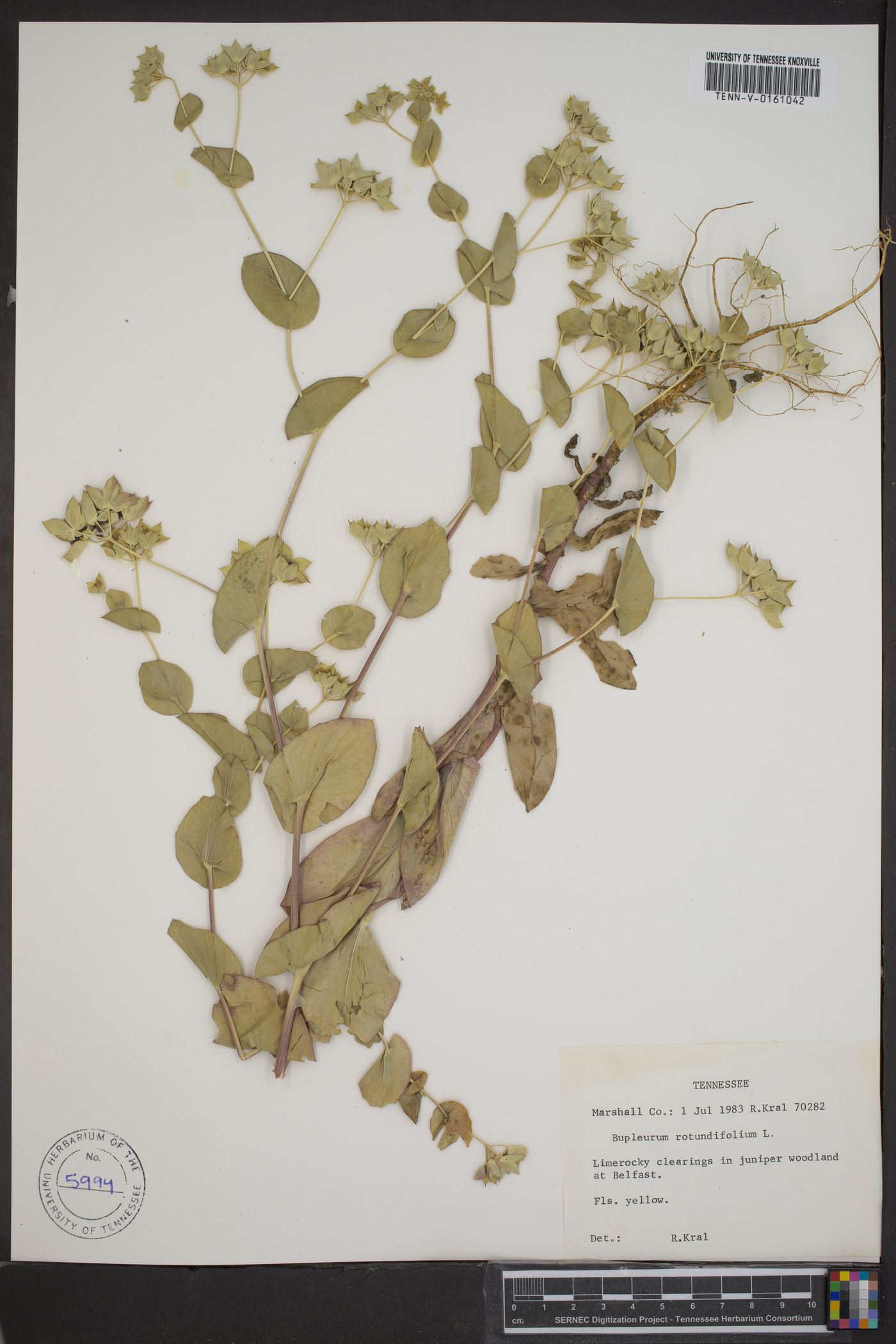 Bupleurum rotundifolium image