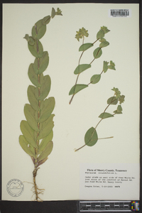 Bupleurum rotundifolium image