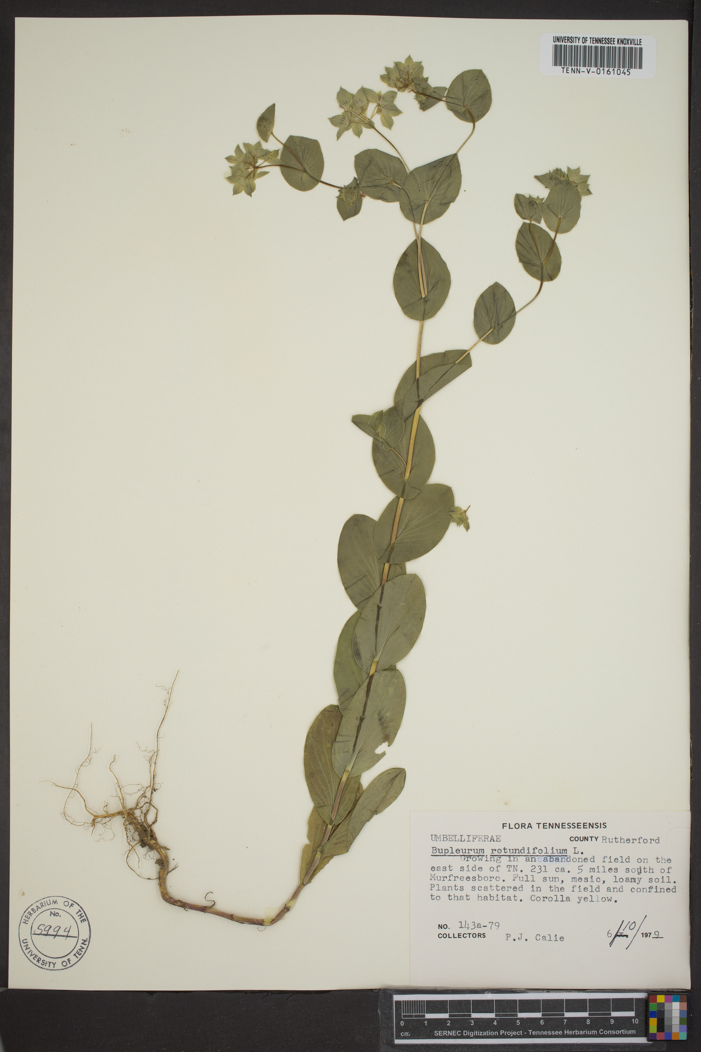 Bupleurum rotundifolium image