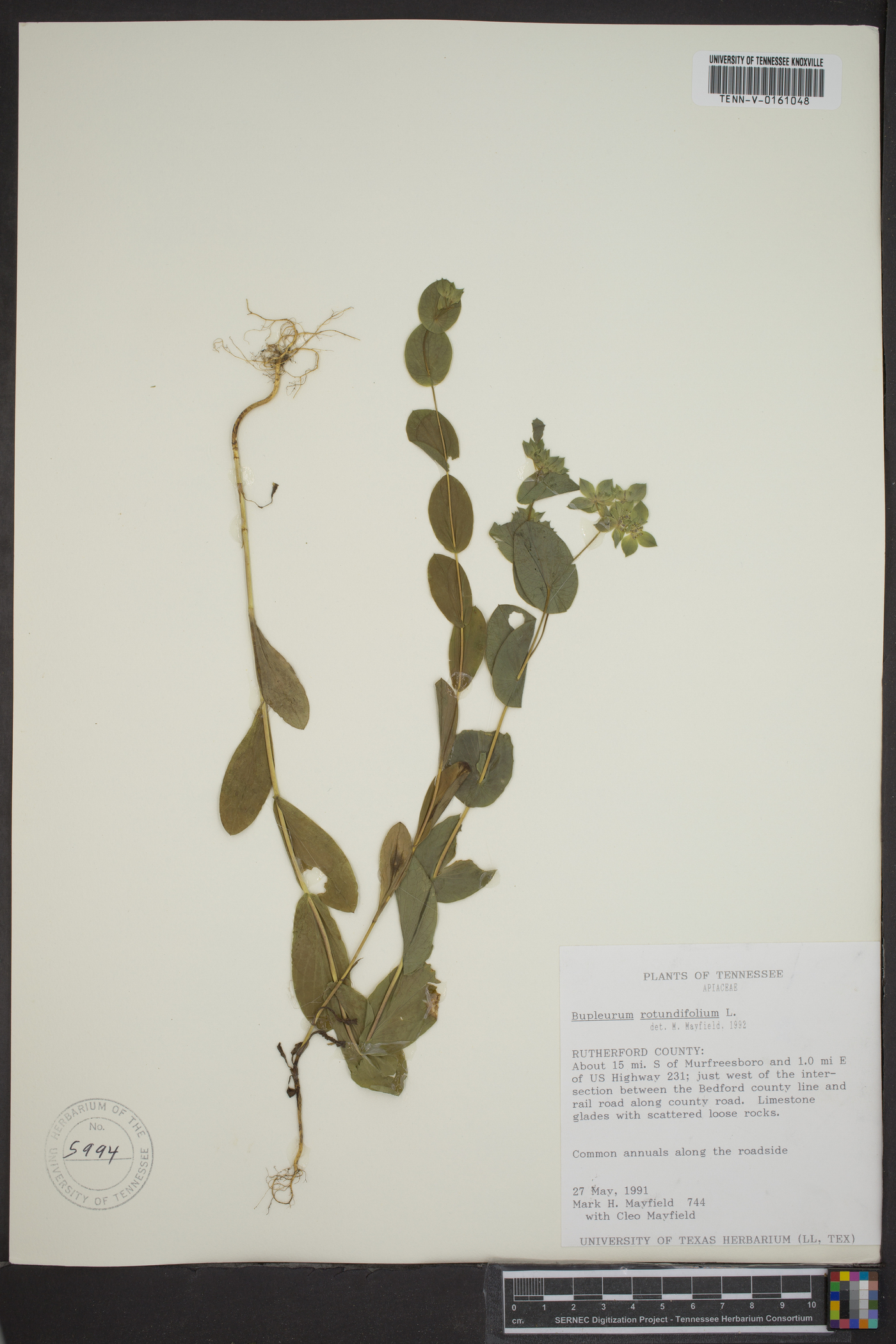 Bupleurum rotundifolium image