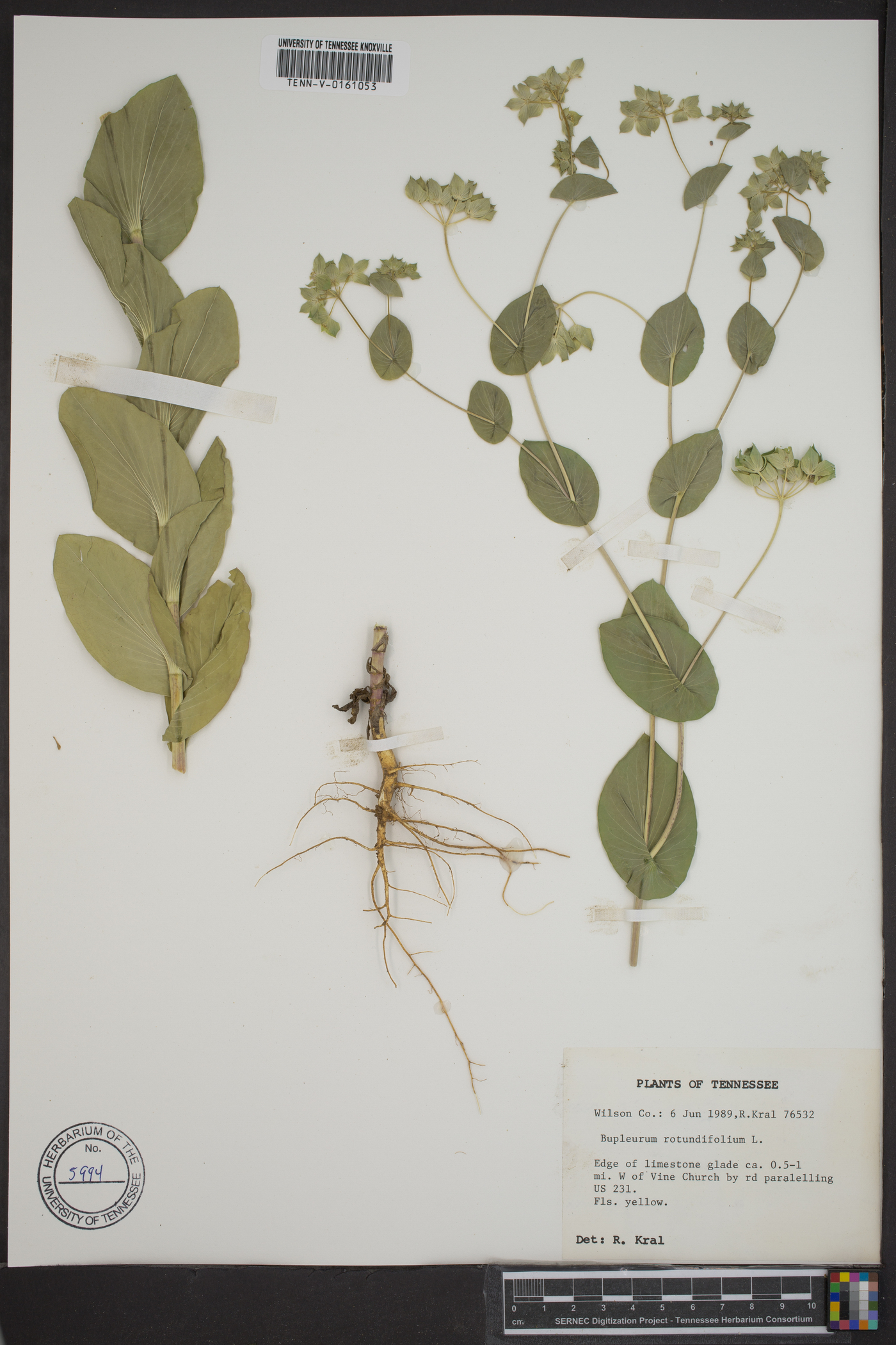 Bupleurum rotundifolium image