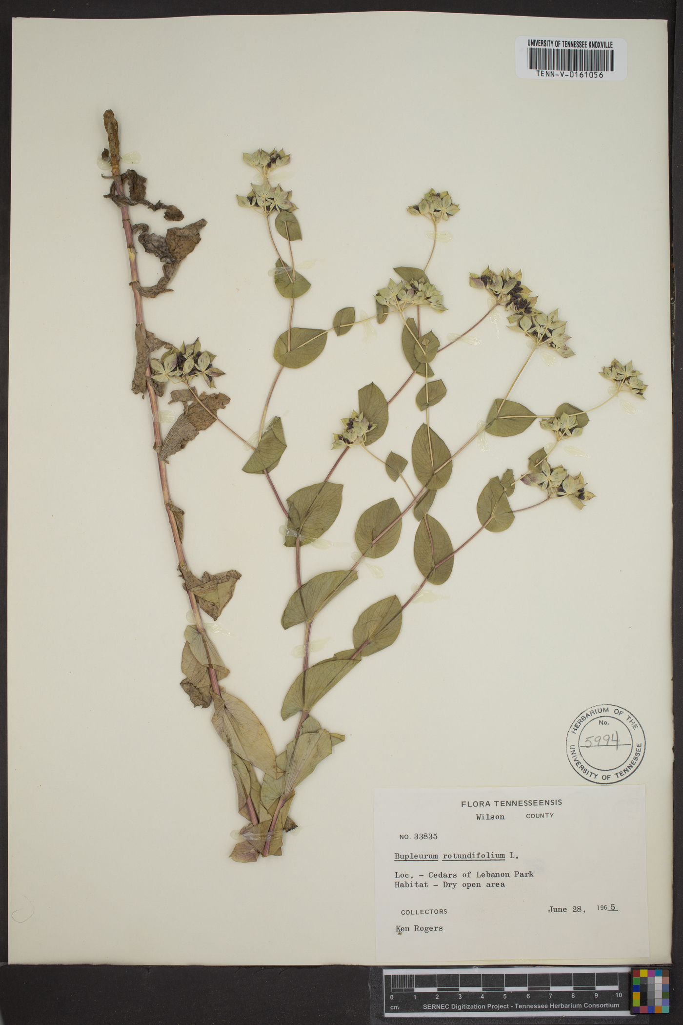 Bupleurum rotundifolium image