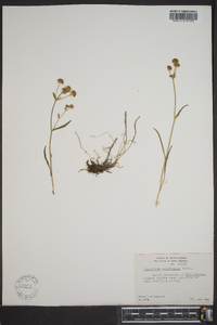 Bupleurum americanum image