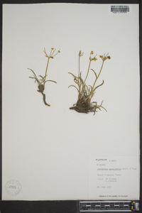 Bupleurum americanum image