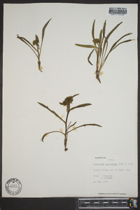 Bupleurum americanum image