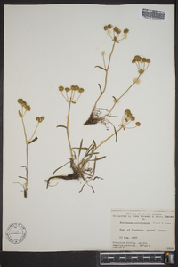 Bupleurum americanum image