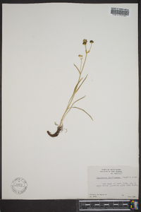 Bupleurum americanum image