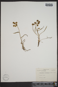 Bupleurum americanum image