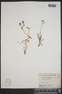 Bupleurum americanum image