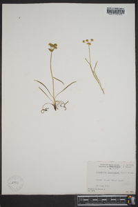 Bupleurum americanum image