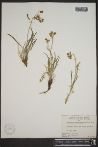 Bupleurum americanum image