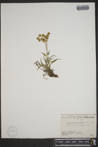 Bupleurum americanum image