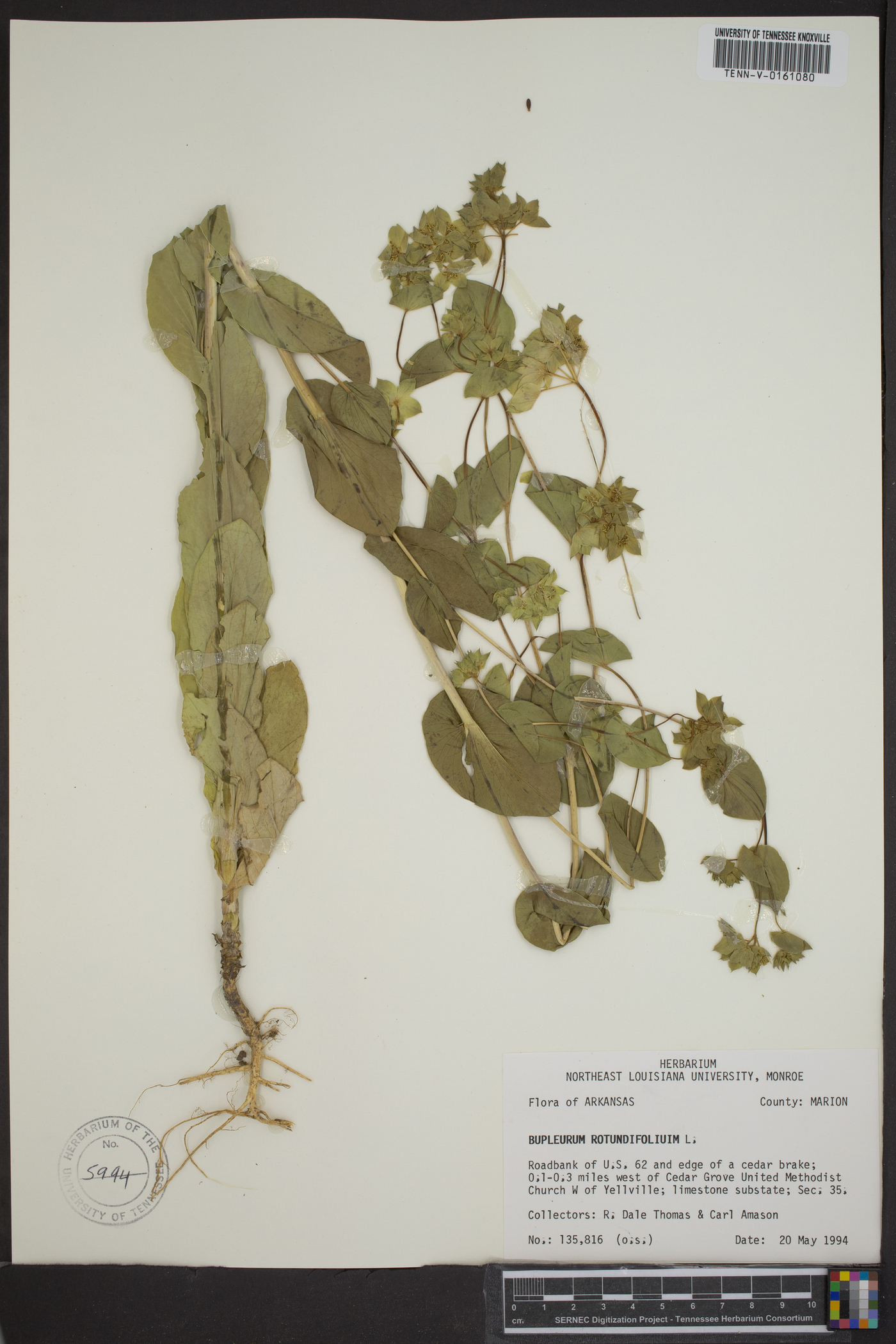 Bupleurum rotundifolium image