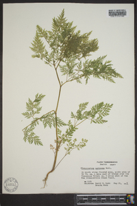 Trepocarpus aethusae image