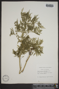 Trepocarpus aethusae image