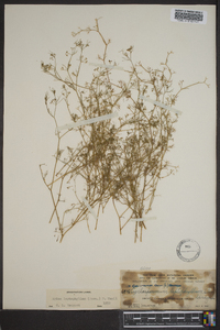 Cyclospermum leptophyllum image