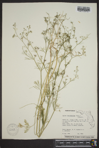 Cyclospermum leptophyllum image