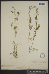 Cyclospermum leptophyllum image