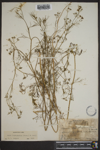 Cyclospermum leptophyllum image