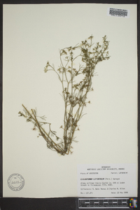 Cyclospermum leptophyllum image