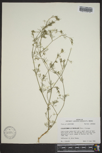 Cyclospermum leptophyllum image